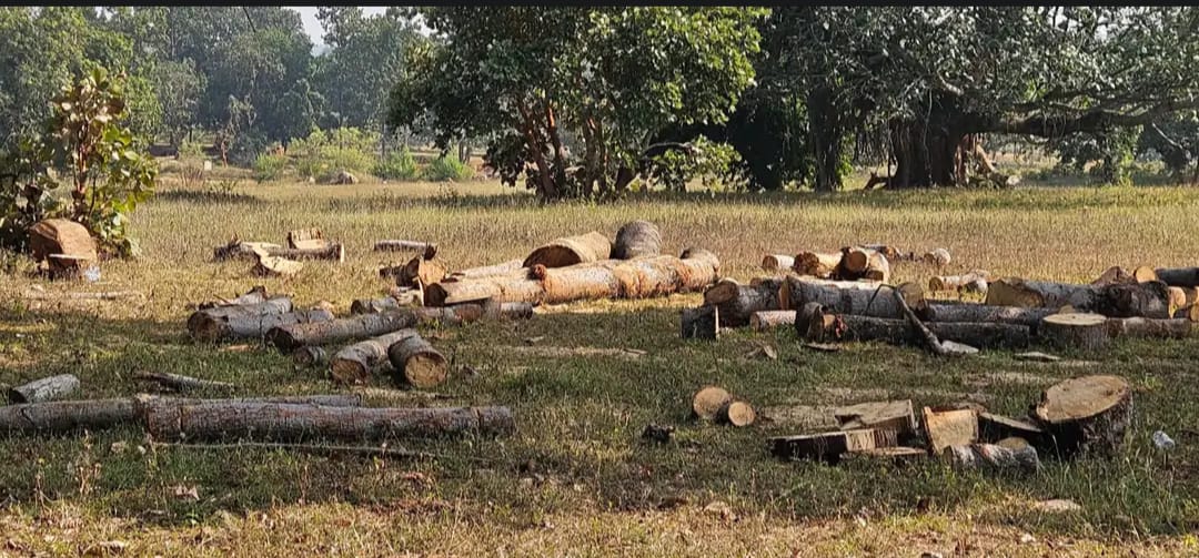 वनपरिक्षेत्र तपकरा में पेड़ों का क़त्ल जारी, राजस्व भूमि बना लकड़ी माफिया का अड्डा - वन विभाग की लापरवाही बेहिसाब!…